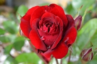 rode roos, liefde.jpg